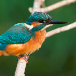 Uganda Birding Tours: Everything You Need to Know