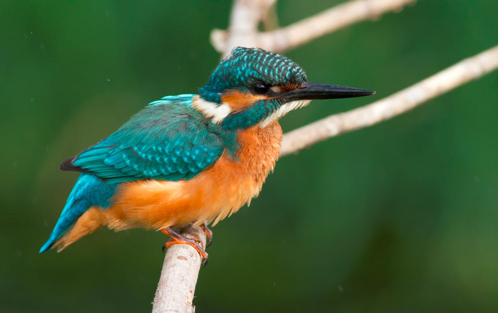 Uganda Birding Tours: Everything You Need to Know