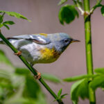 Special Birds of the Albertine Rift Endemics