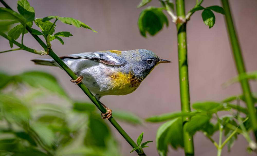 Special Birds of the Albertine Rift Endemics