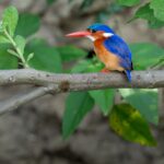 5-Day Chimpanzee Trekking Birding Tour