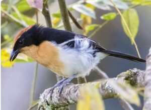 Bwindi Impenetrable Forest Birding