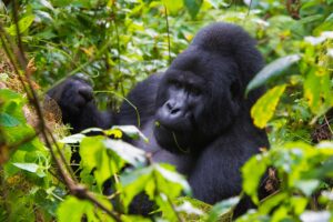 Mgahinga Gorilla National Park