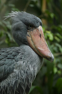 Mabamba Swamp Shoebill Site