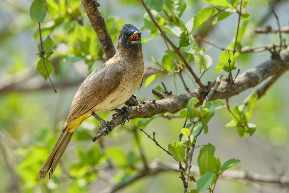 Semuliki National Park Birding