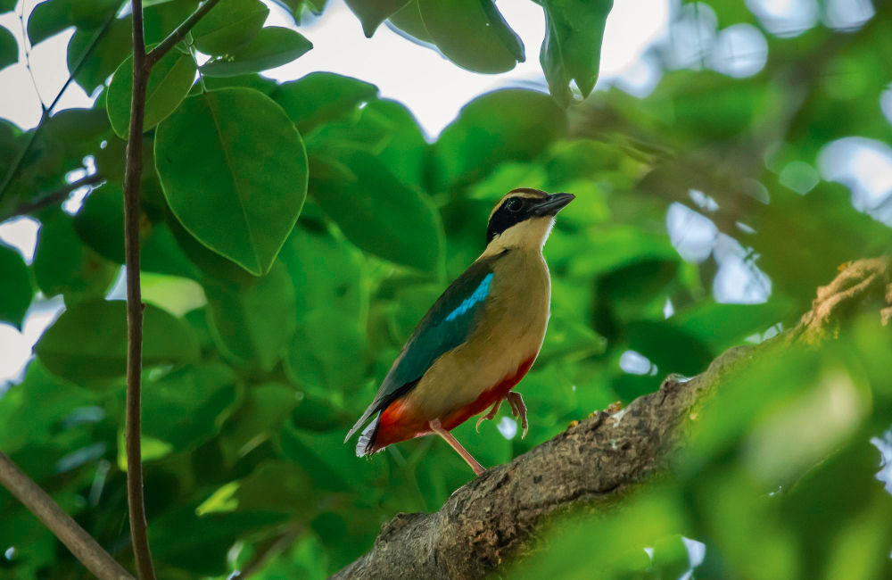 African Pitta Uganda Guide