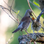 10 Day, Uganda tour, for African Golden Cat and Other Mammals