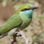 4-Day Kibale Forest Birding Tour