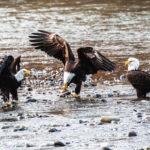 7-Day Budget Birding Safari in Uganda