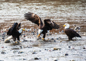 African Fish Eagle Uganda