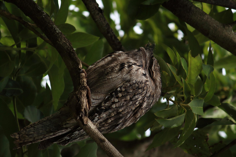 Standard-winged Nightjar