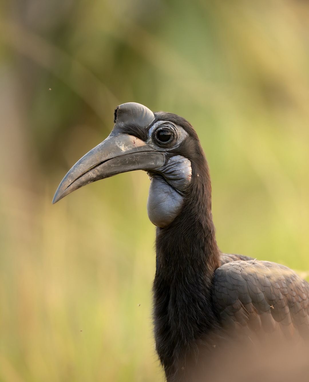 Abyssinian Ground Hornbill