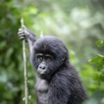 10 Day, Uganda tour, for African Golden Cat and Other Mammals