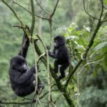 A 6-Day Uganda Birding and Photography Safari #8