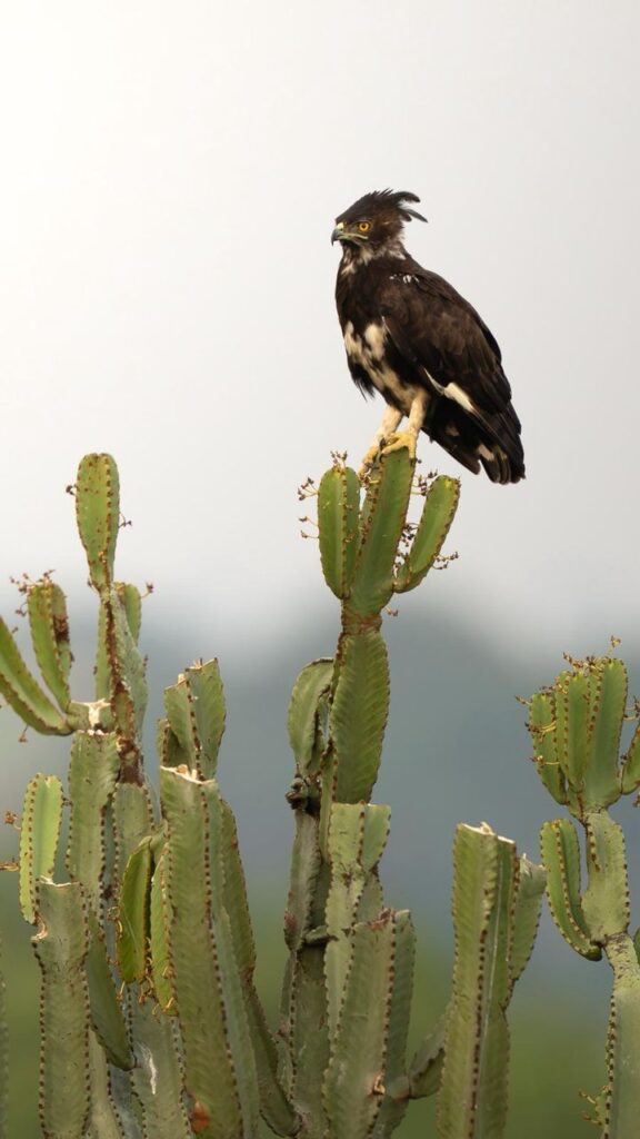 Uganda Bird Species Checklist Guide