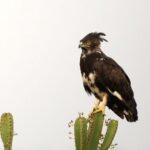 A 6-Day Uganda Birding and Photography Safari #7