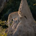 A 6-Day Uganda Birding and Photography Safari #3