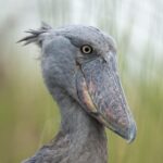 A 6-Day Uganda Birding and Photography Safari #4