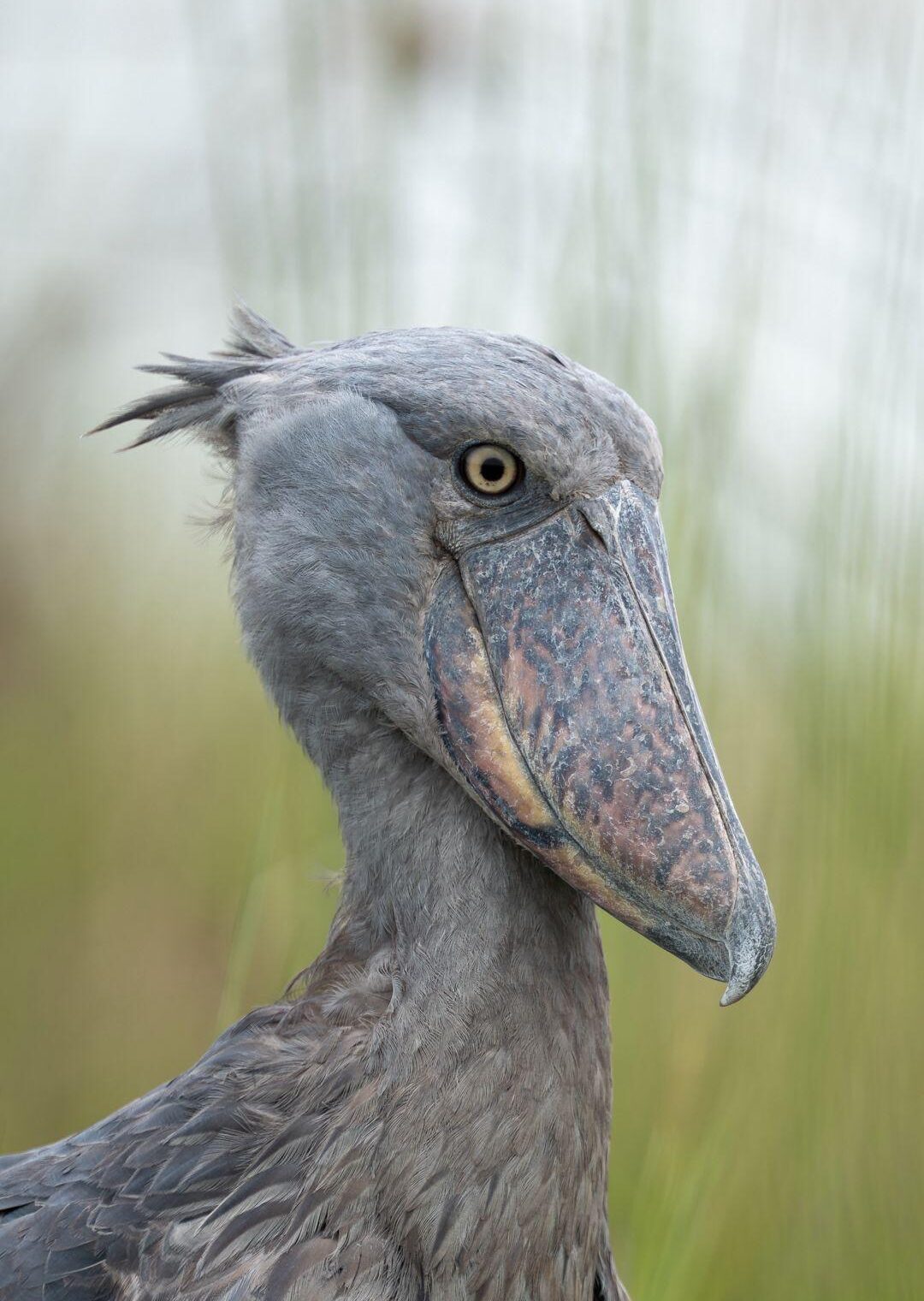 Shoebill