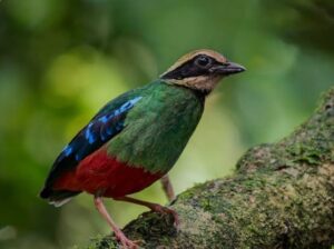Green Breasted Pitta