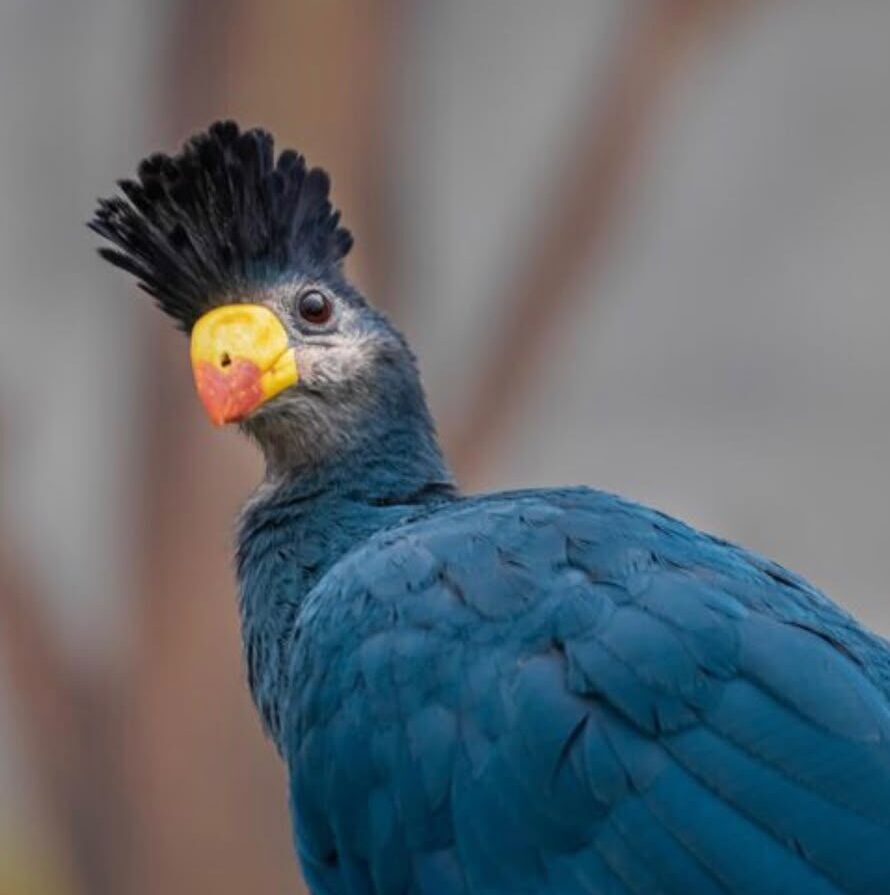 Great Blue Turaco