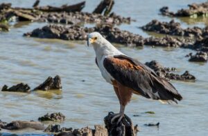 African Fish Eagle Uganda