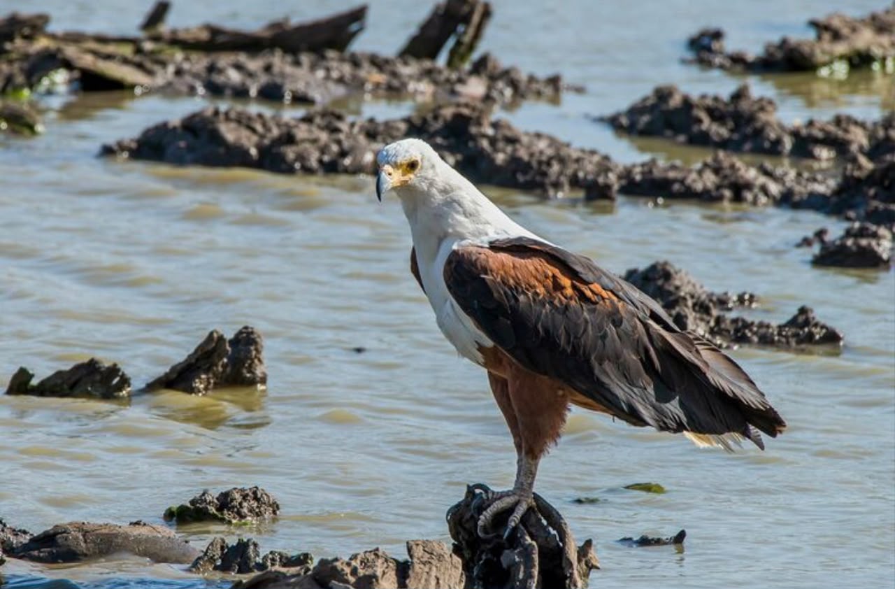 African Fish Eagle Uganda