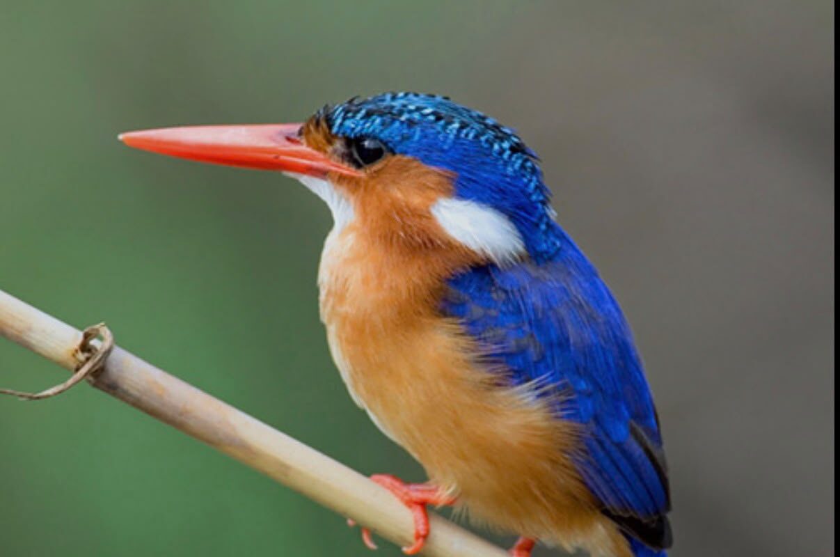 Malachite Kingfisher