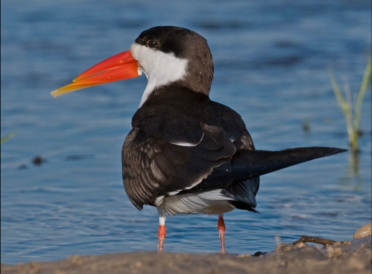African Skimmer Bird Watching
