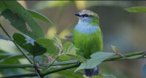 African Green Broadbill Profile