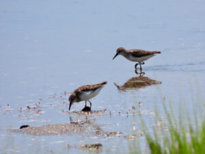 Lake Mburo National Park Birding