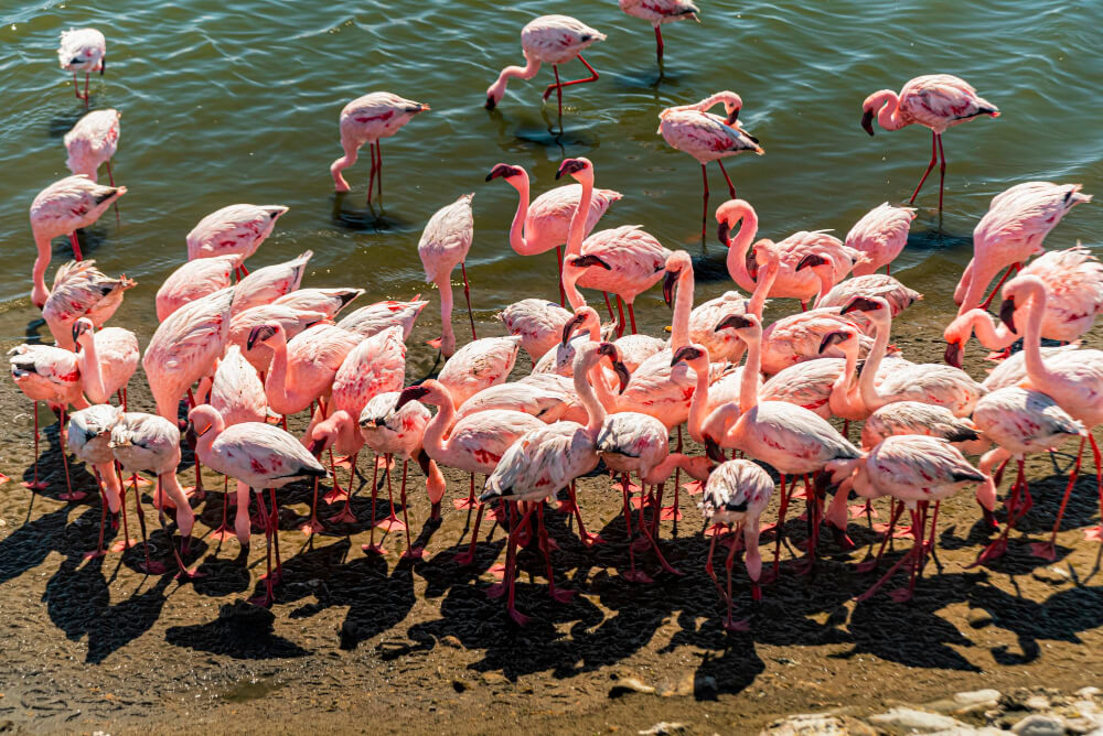 birding photography equipment guide