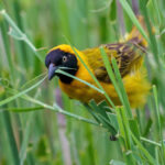 3-Day Birding Boat Safari Uganda