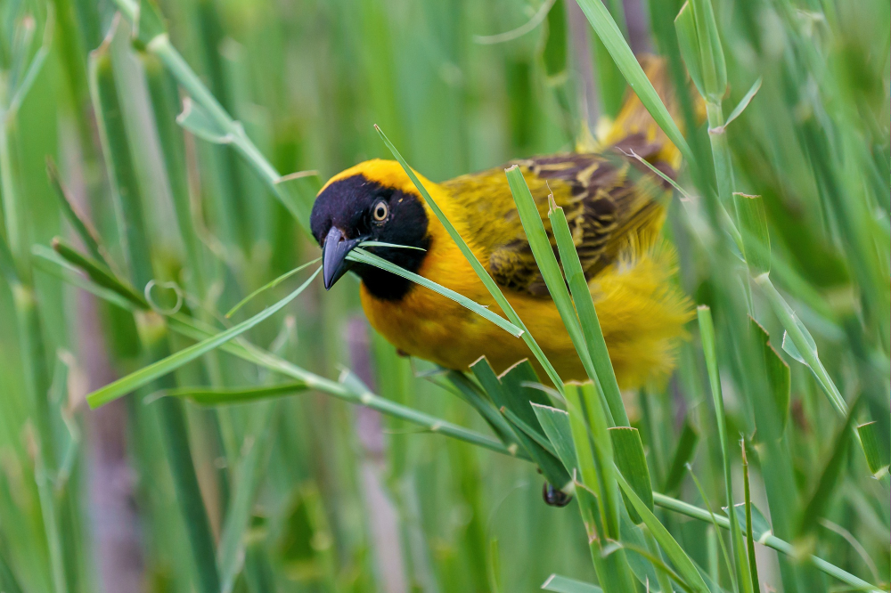 Birding In Bwindi Impenetrable Forest