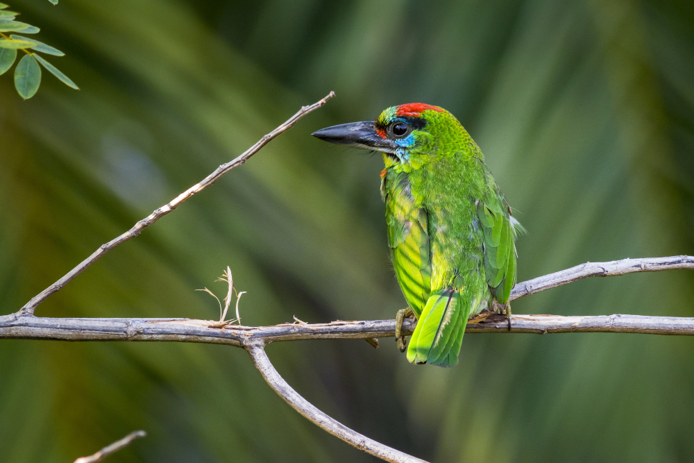 African Green Broadbill Profile