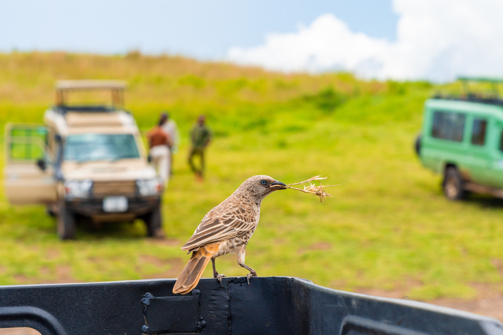 birding tours for beginners