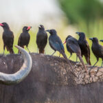 11-Day Endemic Bird Species Safari