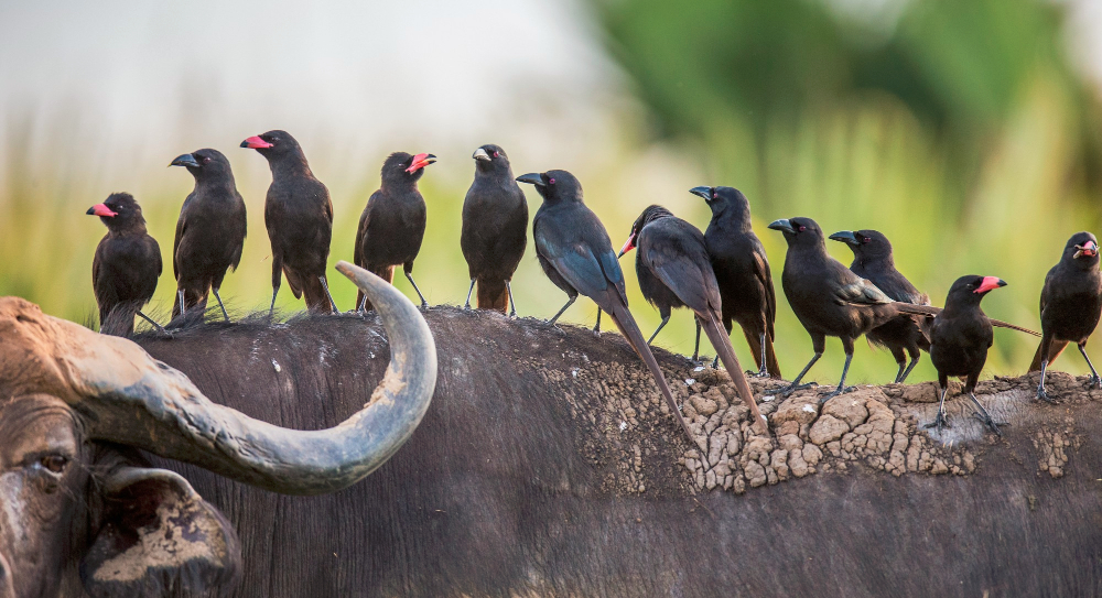 Birding Tour Guide Uganda