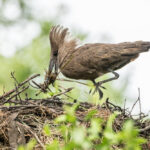12-Day Uganda Birding Safari Classic
