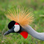 Kidepo Valley National Park