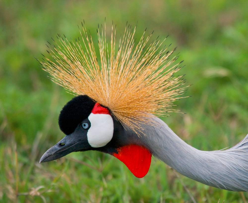Birding Tour Uganda Itinerary Planning