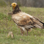 5-Day Queen Elizabeth Birding Safari