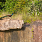 4-Day Murchison Falls Birding Tour