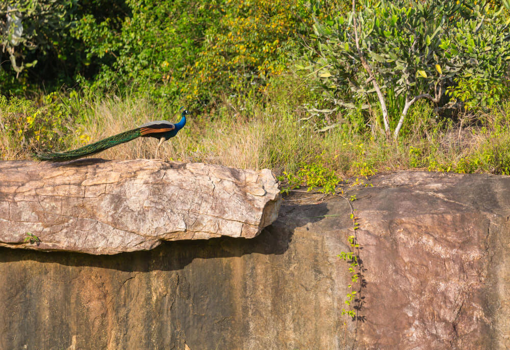 Uganda Birding Conservation Efforts