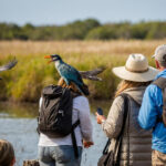 8-Day Albertine Rift Birding Safari