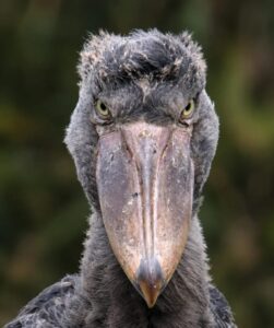 Mabamba Swamp Shoebill Site
