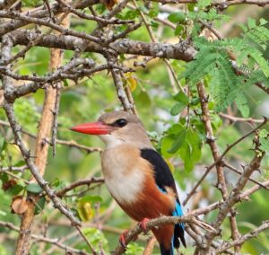Budongo Forest Birding Guide